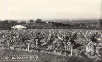 <span class="caption-caption">On Buderim Mountain</span>, date unknown. <br />Photograph, collection of <span class="caption-contributor">Mobsby Collection, Fryer Library, UQ</span>.