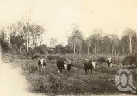 <span class="caption-caption">Dairy cattle, Atherton scrub</span>, 1900-1915. <br />Photograph, collection of <span class="caption-contributor">JC Smith Collection, Fryer Library, UQ</span>.