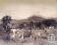 <span class="caption-caption">Hambledon Plantation Cairns</span>, 1890. <br />Photograph, collection of <span class="caption-contributor">Richardson Collection, Fryer Library, UQ</span>.