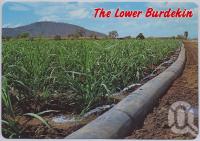 <span class="caption-caption">Lower Burdekin, Ayr</span>, c1970-2000. <br />Postcard, collection of <span class="caption-contributor">Murray Views Collection</span>.