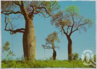 <span class="caption-caption">Bottle Tree, Dawson - Callide Valley</span>, c1970-2000. <br />Postcard, collection of <span class="caption-contributor">Murray Views Collection</span>.