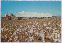 <span class="caption-caption">Cotton Centre of Queensland, Dawson - Callide Valley</span>, c1970-2000. <br />Postcard, collection of <span class="caption-contributor">Murray Views Collection</span>.