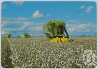 <span class="caption-caption">Cotton Harvesting, Callide Valley</span>, c1970-2000. <br />Postcard, collection of <span class="caption-contributor">Murray Views Collection</span>.