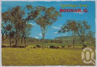 <span class="caption-caption">Cattle, Boonah</span>, c1970-2000. <br />Postcard, collection of <span class="caption-contributor">Murray Views Collection</span>.