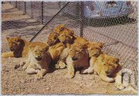 <span class="caption-caption">Bullens African Lion Park and Zoo, Yatala</span>, c1970-2000. <br />Postcard, collection of <span class="caption-contributor">Murray Views Collection</span>.