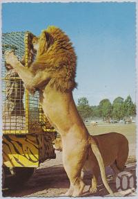 <span class="caption-caption">Bullens African Lion Park and Zoo, Yatala</span>, c1970-2000. <br />Postcard, collection of <span class="caption-contributor">Murray Views Collection</span>.