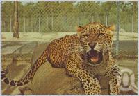 <span class="caption-caption">Bullens African Lion Park and Zoo, Yatala</span>, c1970-2000. <br />Postcard, collection of <span class="caption-contributor">Murray Views Collection</span>.