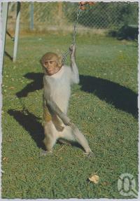 <span class="caption-caption">Bullens African Lion Park and Zoo, Yatala</span>, c1970-2000. <br />Postcard, collection of <span class="caption-contributor">Murray Views Collection</span>.