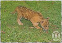 <span class="caption-caption">Bullens African Lion Park and Zoo, Yatala</span>, c1970-2000. <br />Postcard, collection of <span class="caption-contributor">Murray Views Collection</span>.