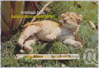 <span class="caption-caption">Bullens African Lion Park and Zoo, Yatala</span>, c1970-2000. <br />Postcard, collection of <span class="caption-contributor">Murray Views Collection</span>.