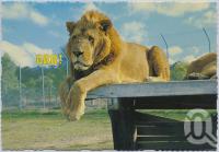 <span class="caption-caption">Bullens African Lion Park and Zoo, Yatala</span>, c1970-2000. <br />Postcard, collection of <span class="caption-contributor">Murray Views Collection</span>.
