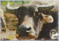 <span class="caption-caption">Bullens African Lion Park and Zoo, Yatala</span>, c1970-2000. <br />Postcard, collection of <span class="caption-contributor">Murray Views Collection</span>.