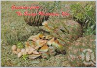 <span class="caption-caption">Bunya Cones, Bunya Mountains</span>, c1970-2000. <br />Postcard, collection of <span class="caption-contributor">Murray Views Collection</span>.