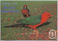 <span class="caption-caption">King Parrot, Bunya Mountains</span>, c1970-2000. <br />Postcard, collection of <span class="caption-contributor">Murray Views Collection</span>.