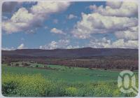 <span class="caption-caption">Bunya Mountains</span>, c1970-2000. <br />Postcard, collection of <span class="caption-contributor">Murray Views Collection</span>.