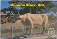 <span class="caption-caption">Bullock Statue, Banana</span>, c1970-2000. <br />Postcard, collection of <span class="caption-contributor">Murray Views Collection</span>.