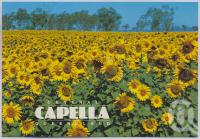 <span class="caption-caption">Sunflowers, Capella</span>, c1970-2000. <br />Postcard, collection of <span class="caption-contributor">Murray Views Collection</span>.