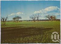 <span class="caption-caption">Brigalow Development Scheme, Central Highlands</span>, c1970-2000. <br />Postcard, collection of <span class="caption-contributor">Murray Views Collection</span>.