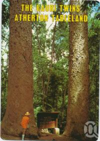 <span class="caption-caption">Kauri Twins, Lake Barrine</span>, c1970-2000. <br />Postcard, collection of <span class="caption-contributor">Murray Views Collection</span>.