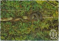 <span class="caption-caption">Amethystine Python, Lake Barrine, Atherton Tableland</span>, c1970-2000. <br />Postcard, collection of <span class="caption-contributor">Murray Views Collection</span>.