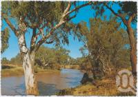 <span class="caption-caption">River gums on the Warrego River, Charleville</span>, c1970-2000. <br />Postcard, collection of <span class="caption-contributor">Murray Views Collection</span>.