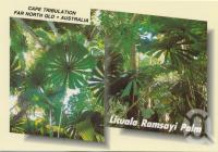 <span class="caption-caption">The Licuala Ramsayi Palm reaches high competing for the life giving sunlight, Cape Tribulation</span>, c1970-2000. <br />Postcard, collection of <span class="caption-contributor">Murray Views Collection</span>.