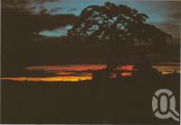 <span class="caption-caption">Winter sunset at Bamaga, the most northern settlement in Australia, Cape York Peninsula</span>, c1970-2000. <br />Postcard, collection of <span class="caption-contributor">Murray Views Collection</span>.