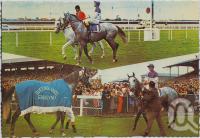 <span class="caption-caption">B.A.T.C Farwell to Gunsynd (Goondiwindi Grey), Doomben Racecourse, 7th May 1973</span>, c1970-2000. <br />Postcard, collection of <span class="caption-contributor">Murray Views Collection</span>.