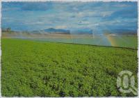 <span class="caption-caption">Gatton is renowned for its irrigated farms with their fertile black soils and underground water supplies</span>, c1970-2000. <br />Postcard, collection of <span class="caption-contributor">Murray Views Collection</span>.