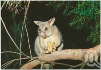<span class="caption-caption">Great Keppel Island</span>, c1970-2000. <br />Postcard, collection of <span class="caption-contributor">Murray Views Collection</span>.