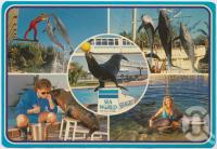 <span class="caption-caption">Sea World, Gold Coast</span>, c1970-2000. <br />Postcard, collection of <span class="caption-contributor">Murray Views Collection</span>.