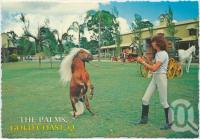 <span class="caption-caption">The Palms Horse Stud Farm, Nerang, Gold Coast</span>, c1970-2000. <br />Postcard, collection of <span class="caption-contributor">Murray Views Collection</span>.