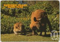 <span class="caption-caption">Antilopine Wallaroo and Agile Wallaby, Hamilton Island Fauna Park</span>, c1970-2000. <br />Postcard, collection of <span class="caption-contributor">Murray Views Collection</span>.