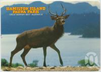 <span class="caption-caption">Red Deer Stag, Hamilton Island Fauna Park</span>, c1970-2000. <br />Postcard, collection of <span class="caption-contributor">Murray Views Collection</span>.