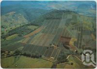 <span class="caption-caption">Pineapple farms on the steep volcanic slopes at Dagun, Mary Valley - Gympie District</span>, c1970-2000. <br />Postcard, collection of <span class="caption-contributor">Murray Views Collection</span>.