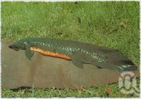 <span class="caption-caption">Queensland Lungfish</span>, c1970-2000. <br />Postcard, collection of <span class="caption-contributor">Murray Views Collection</span>.