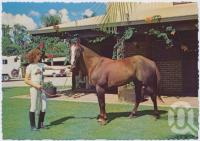 <span class="caption-caption">The Palms Horse Stud Farm, at Nerang, only 10kms from Surfers Paradise, "Another Bird" - the Feature Stallion makes a great picture amongst the Bougainvilleas</span>, c1970-2000. <br />Postcard, collection of <span class="caption-contributor">Murray Views Collection</span>.