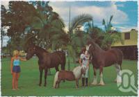 <span class="caption-caption">The Palms Horse Stud Farm 10 km from Surfers Paradise at Nerang,  Prince Timothy - Fallabella Stallion and Jazz - Clydesdale Stallion Summing up the situation!</span>, c1970-2000. <br />Postcard, collection of <span class="caption-contributor">Murray Views Collection</span>.