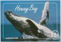 <span class="caption-caption">The Humpback Whale, the most active and acrobatic of the great whales, the Humpbacks grow to 16 metres in length and weigh up to 40 tonnes, hervey Bay</span>, c1970-2000. <br />Postcard, collection of <span class="caption-contributor">Murray Views Collection</span>.