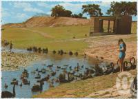 <span class="caption-caption">Feeding the wild fowl at Lions' Park, Maryborough</span>, c1970-2000. <br />Postcard, collection of <span class="caption-contributor">Murray Views Collection</span>.
