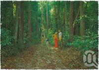 <span class="caption-caption">Scenic walk through eucalyptus forest, Fraser Island</span>, c1970-2000. <br />Postcard, collection of <span class="caption-contributor">Murray Views Collection</span>.