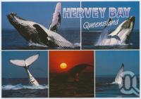 <span class="caption-caption">Hervey Bay</span>, c1970-2000. <br />Postcard, collection of <span class="caption-contributor">Murray Views Collection</span>.