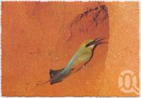<span class="caption-caption">Rainbow Bee-Eater, Fraser Island</span>, c1970-2000. <br />Postcard, collection of <span class="caption-contributor">Murray Views Collection</span>.
