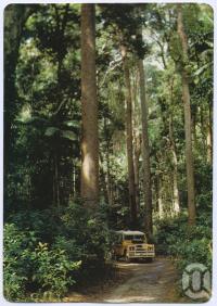 <span class="caption-caption">Towering kauri and satinay trees in Yidney Scrub just 10 kilometres from Happy Valley Resort, Fraser Island</span>, c1970-2000. <br />Postcard, collection of <span class="caption-contributor">Murray Views Collection</span>.