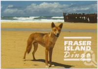 <span class="caption-caption">The dingo is a pure strain on Fraser Island</span>, c1970-2000. <br />Postcard, collection of <span class="caption-contributor">Murray Views Collection</span>.