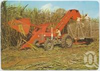 <span class="caption-caption">Australian Sugar Industry Museum</span>, c1970-2000. <br />Postcard, collection of <span class="caption-contributor">Murray Views Collection</span>.