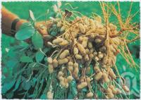 <span class="caption-caption">Peanuts ready for harvest, Kingaroy</span>, c1970-2000. <br />Postcard, collection of <span class="caption-contributor">Murray Views Collection</span>.