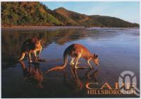 <span class="caption-caption">Kangaroo on the beach at Cape Hillsborough</span>, c1970-2000. <br />Postcard, collection of <span class="caption-contributor">Murray Views Collection</span>.
