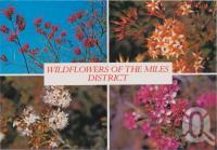 <span class="caption-caption">Wildflowers, Crevillea Longistyla, Yellow Calythrix, Calythrix Tetragona, Homolacalyx, Miles</span>, c1970-2000. <br />Postcard, collection of <span class="caption-contributor">Murray Views Collection</span>.