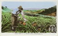 <span class="caption-caption">Pineapple picking, Gympie district</span>, 1960. <br />Postcard by <span class="caption-publisher">Murray Views Pty Ltd</span>, collection of <span class="caption-contributor">Centre for the Government of Queensland</span>.